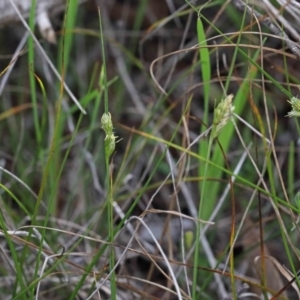 Carex inversa at O'Connor, ACT - 26 Sep 2020