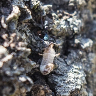 Rhytidoponera metallica (Greenhead ant) at Black Mountain - 11 Sep 2018 by AlisonMilton