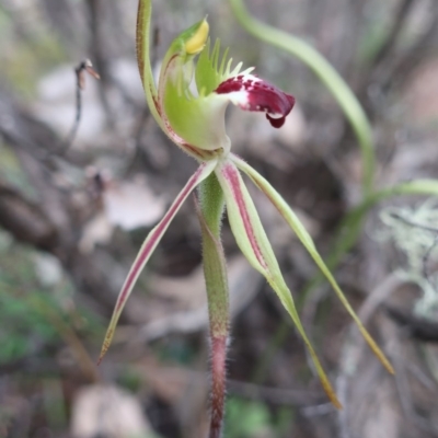 Caladenia parva (Brown-clubbed Spider Orchid) at Namadgi National Park - 26 Sep 2020 by LindaGroom