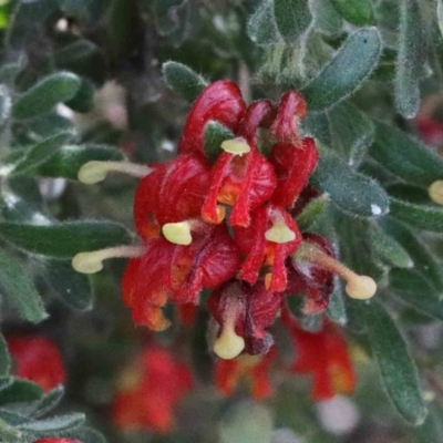 Grevillea alpina (Mountain Grevillea / Cat's Claws Grevillea) at Dryandra St Woodland - 26 Sep 2020 by ConBoekel