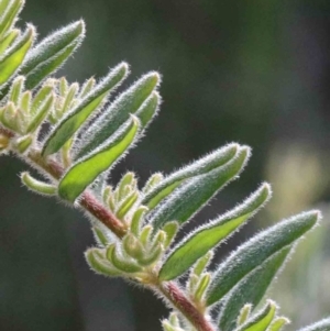 Grevillea alpina at O'Connor, ACT - 26 Sep 2020