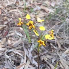 Diuris pardina (Leopard Doubletail) at Mount Majura - 25 Sep 2020 by WalterEgo