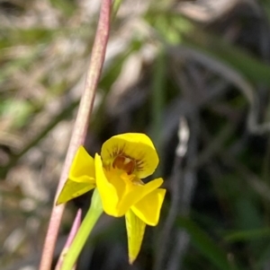 Diuris chryseopsis at Rossi, NSW - 26 Sep 2020