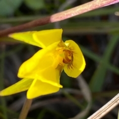 Diuris chryseopsis at Rossi, NSW - 26 Sep 2020