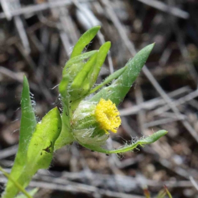 Triptilodiscus pygmaeus (Annual Daisy) at Dryandra St Woodland - 26 Sep 2020 by ConBoekel