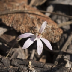 Caladenia fuscata (Dusky Fingers) at Bruce, ACT - 11 Sep 2018 by AlisonMilton
