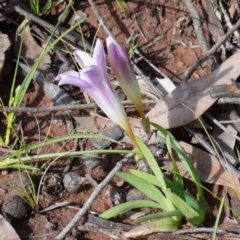 Freesia leichtlinii subsp. leichtlinii x Freesia leichtlinii subsp. alba (Freesia) at Dryandra St Woodland - 26 Sep 2020 by ConBoekel