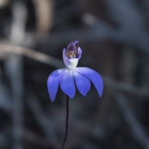 Cyanicula caerulea at Bruce, ACT - 11 Sep 2018