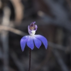 Cyanicula caerulea at Bruce, ACT - 11 Sep 2018