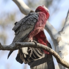 Eolophus roseicapilla (Galah) at Black Mountain - 11 Sep 2018 by AlisonMilton