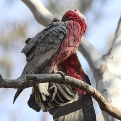 Eolophus roseicapilla (Galah) at Black Mountain - 11 Sep 2018 by AlisonMilton