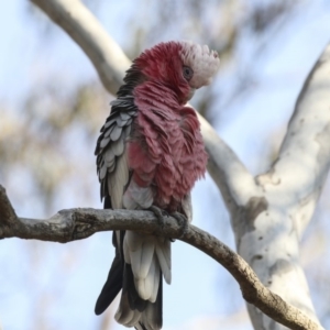 Eolophus roseicapilla at Bruce, ACT - 11 Sep 2018