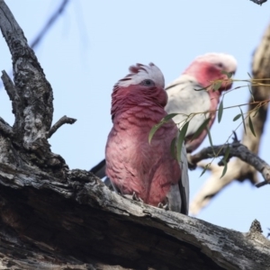 Eolophus roseicapilla at Bruce, ACT - 11 Sep 2018 02:59 PM