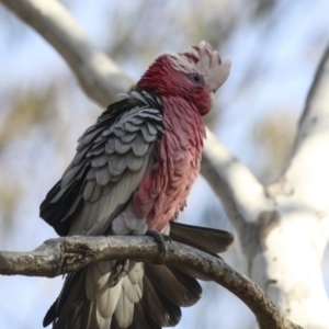 Eolophus roseicapilla at Bruce, ACT - 11 Sep 2018