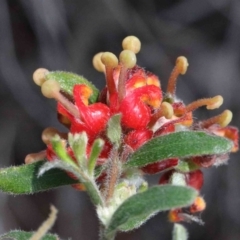 Grevillea alpina (Mountain Grevillea / Cat's Claws Grevillea) at O'Connor, ACT - 26 Sep 2020 by ConBoekel