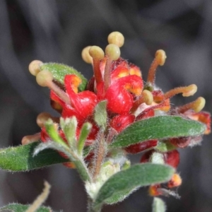 Grevillea alpina at O'Connor, ACT - 26 Sep 2020