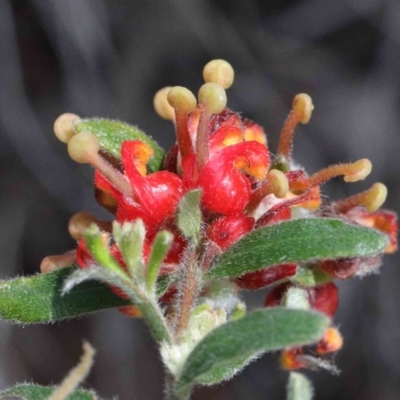 Grevillea alpina (Mountain Grevillea / Cat's Claws Grevillea) at O'Connor, ACT - 26 Sep 2020 by ConBoekel