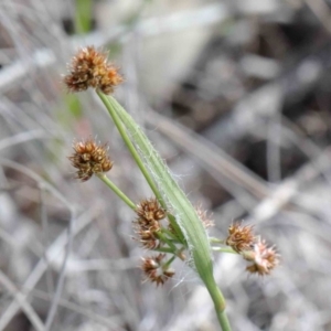 Luzula densiflora at O'Connor, ACT - 26 Sep 2020 01:26 PM