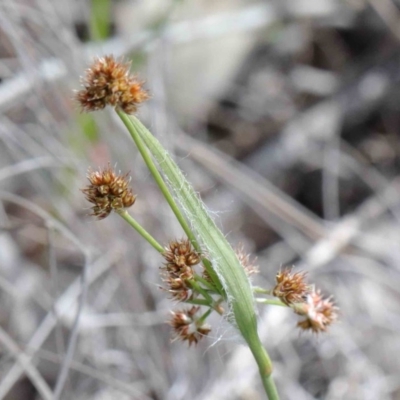 Luzula densiflora (Dense Wood-rush) at Dryandra St Woodland - 26 Sep 2020 by ConBoekel