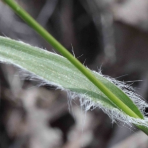 Luzula densiflora at O'Connor, ACT - 26 Sep 2020