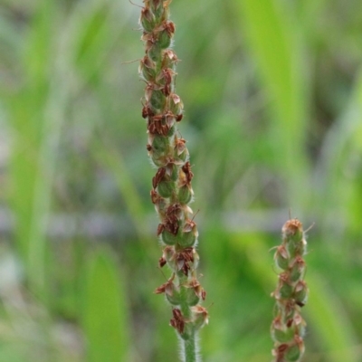 Plantago varia (Native Plaintain) at Dryandra St Woodland - 26 Sep 2020 by ConBoekel