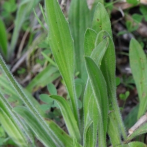 Plantago varia at O'Connor, ACT - 26 Sep 2020 01:20 PM