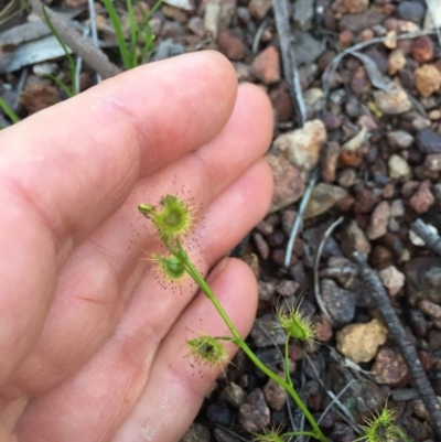 Drosera sp. (A Sundew) at Mount Majura - 25 Sep 2020 by WalterEgo