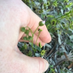 Drosera sp. at Downer, ACT - 25 Sep 2020