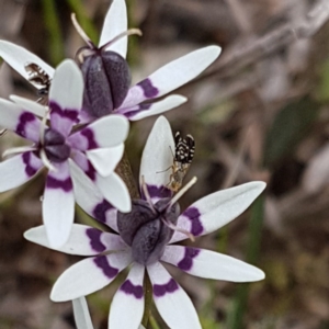 Tephritidae sp. (family) at Holt, ACT - 26 Sep 2020