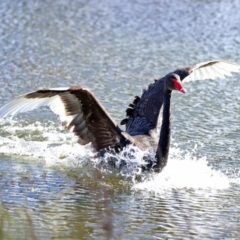 Cygnus atratus (Black Swan) at Gordon, ACT - 26 Sep 2020 by RodDeb