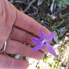 Glossodia major (Wax Lip Orchid) at Majura, ACT - 26 Sep 2020 by SilkeSma