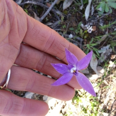 Glossodia major (Wax Lip Orchid) at Majura, ACT - 26 Sep 2020 by SilkeSma