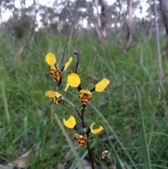Diuris pardina (Leopard Doubletail) at West Albury, NSW - 29 Aug 2020 by ClaireSee