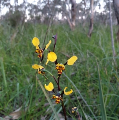 Diuris pardina (Leopard Doubletail) at Albury - 29 Aug 2020 by ClaireSee