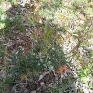 Grevillea ramosissima subsp. ramosissima at Campbell, ACT - 26 Sep 2020