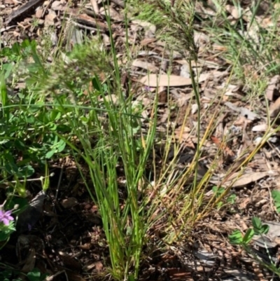 Austrostipa densiflora at Weston, ACT - 24 Sep 2020 by AliceH