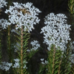 Conospermum ericifolium at Jerrawangala, NSW - 25 Sep 2020 by Harrisi