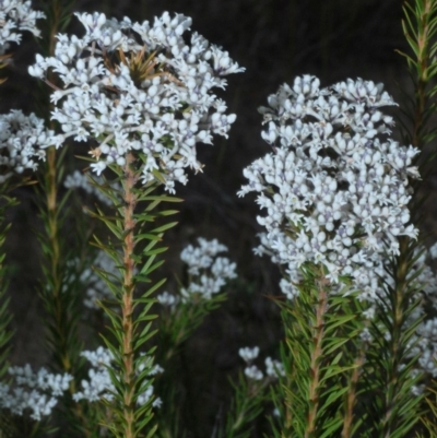 Conospermum ericifolium at Jerrawangala, NSW - 25 Sep 2020 by Harrisi