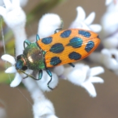 Castiarina octomaculata (A jewel beetle) at Jerrawangala, NSW - 25 Sep 2020 by Harrisi