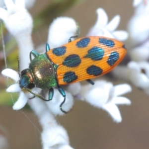 Castiarina octomaculata at Jerrawangala, NSW - 25 Sep 2020