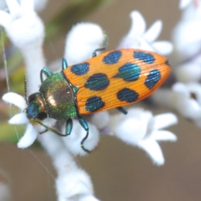 Castiarina octomaculata (A jewel beetle) at Jerrawangala, NSW - 25 Sep 2020 by Harrisi