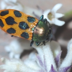 Castiarina octomaculata at Jerrawangala, NSW - 25 Sep 2020