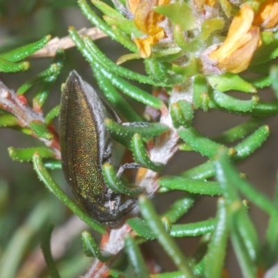 Melobasis propinqua (Propinqua jewel beetle) at Jerrawangala National Park - 25 Sep 2020 by Harrisi