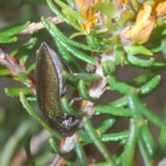Melobasis propinqua (Propinqua jewel beetle) at Jerrawangala National Park - 25 Sep 2020 by Harrisi