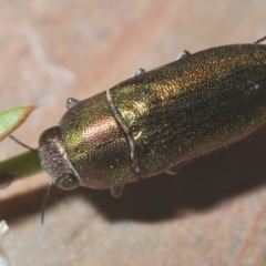 Melobasis propinqua at Tianjara, NSW - 25 Sep 2020 08:56 PM