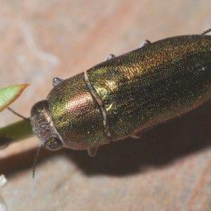 Melobasis propinqua at Tianjara, NSW - 25 Sep 2020