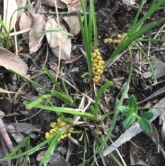 Lomandra filiformis (Wattle Mat-rush) at Collector, NSW - 24 Sep 2020 by JaneR