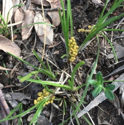 Lomandra filiformis (Wattle Mat-rush) at Oakdale Nature Reserve - 24 Sep 2020 by JaneR