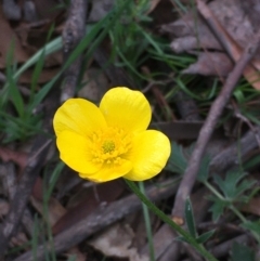 Ranunculus lappaceus (Australian Buttercup) at Collector, NSW - 24 Sep 2020 by JaneR