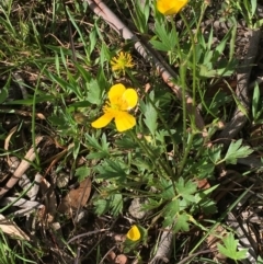 Ranunculus lappaceus at Collector, NSW - 24 Sep 2020